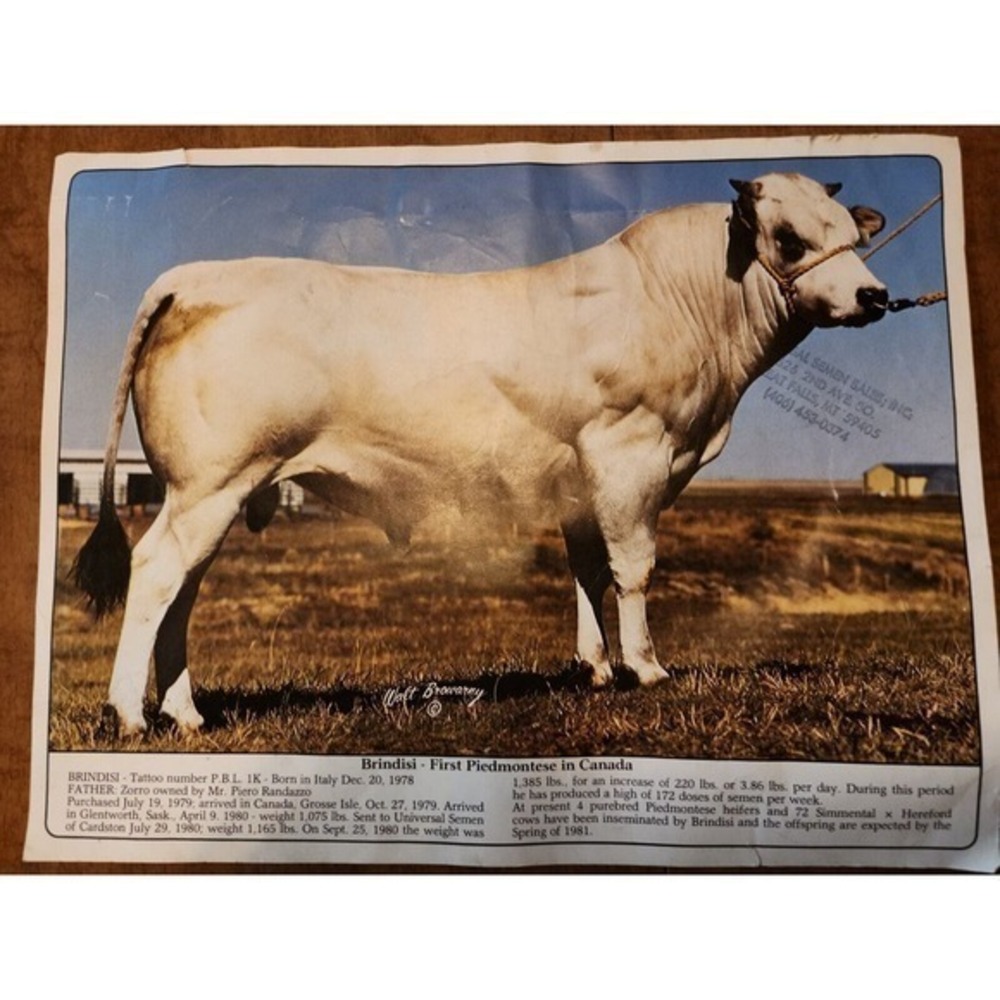 Brindisi Breeding Bull Bovine Cattle‎ Vintage Print Ad 1978